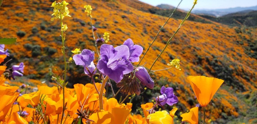 \&quot;54435272_2412911718720269_5946249257714450432_o.jpg&quot;width=\&quot;1609\&quot;