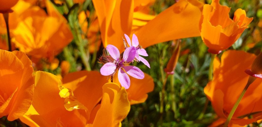 \&quot;54142888_2412911685386939_5205545245160243200_o.jpg&quot;width=\&quot;1609\&quot;