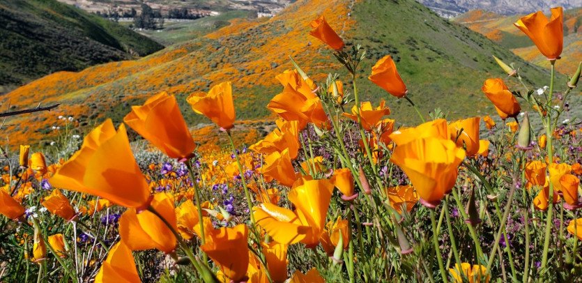 \&quot;54233866_2412912992053475_606003272532099072_o.jpg&quot;width=\&quot;1609\&quot;