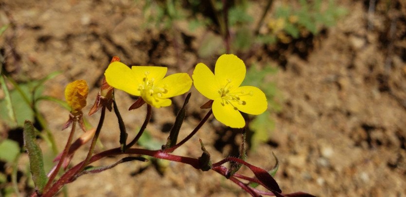 \&quot;53894585_2412913378720103_5873277101930446848_o.jpg&quot;width=\&quot;1609\&quot;