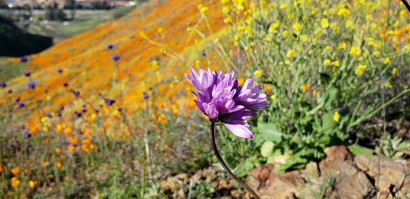 \&quot;54278456_2412912638720177_4298690916681515008_o.jpg&quot;width=\&quot;1609\&quot;