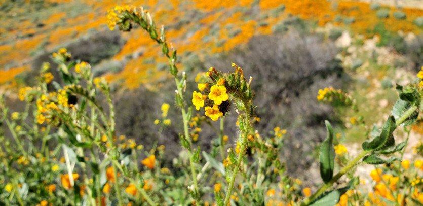 \&quot;54255947_2412913505386757_123760826959003648_o.jpg&quot;width=\&quot;1609\&quot;