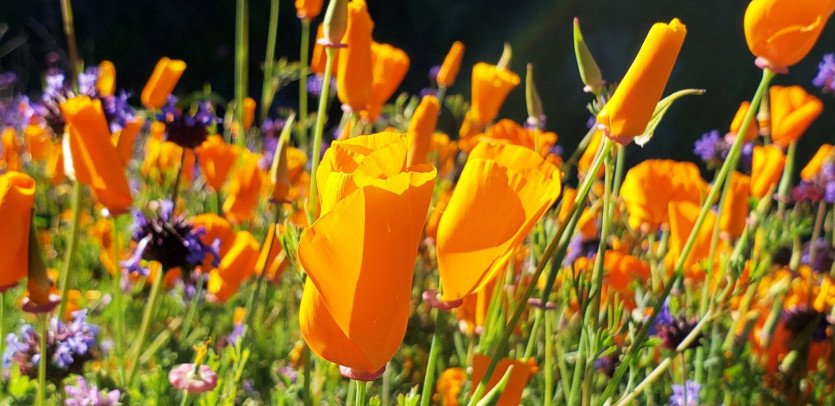 \&quot;54278516_2412911402053634_2262786962798673920_o.jpg&quot;width=\&quot;1609\&quot;